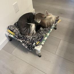 Chinese Crested and Russell Terrier All Grown Up from Jumping Jacks Russells