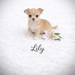 Health Tested CKC Lilly - Gold and white female Chihuahua puppy in Scottdale, Pennsylvania from Itty Bitty Boston & Chi Co, Veteran Owned