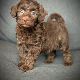 Rachel - Red phantom female Aussiedoodle puppy in Ivanhoe, Virginia from P3 Kennel
