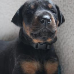 Ember - Black and rust female Doberman Pinscher puppy in Evans, West Virginia from Dobies of WV
