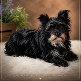 Phoenyx - Yorkshire Terrier