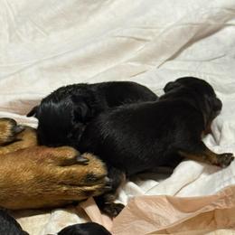 Male 2 - Black and tan male Rottweiler puppy in Mcminnville, Oregon from JHB Rottweilers