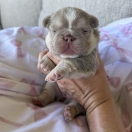 French Bulldog Puppies from Beason’s HomeGrown Frenchies