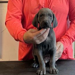 Elwood - Blue male Weimaraner puppy in Aitkin, Minnesota from Whispering’s GunDogs