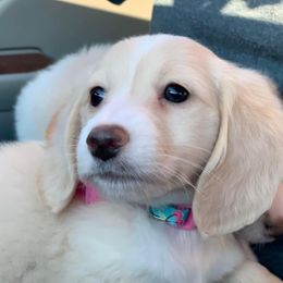 Dachshund Puppies from Dirt Road Doxies