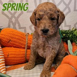 Spring - Apricot female Goldendoodle puppy in Haughton, Louisiana from Bailey’s Cajun Canines