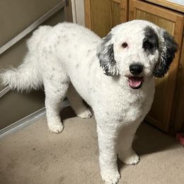 Zero - Sheepadoodle