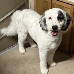 Zero - Sheepadoodle