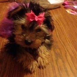 Yorkshire Terrier Puppies from Paw-Perfect Palace