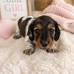 Maryjane - Piebald female Dachshund puppy in Vermilion, Ohio from Dueck Dachshunds