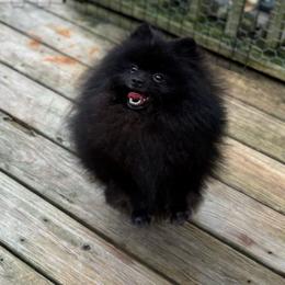 Finn - Pomeranian