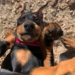 Doberman Pinscher Puppies from Spellbound Doberman Pinschers