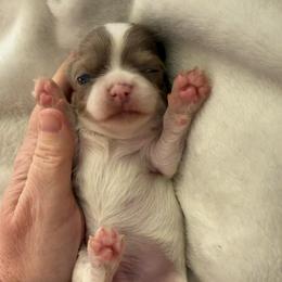 Creamy - Cream and white male Chihuahua puppy in Hackleburg, Alabama from Clements Chihuahua