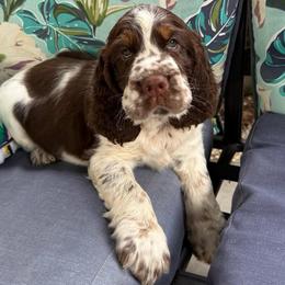 Tex - Liver white and tan male English Springer Spaniel puppy in Newport News, Virginia from Sara's English Springer Spaniels