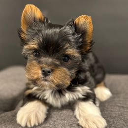 Bella - Parti female Yorkshire Terrier puppy in Independence, Missouri from Moonbabies Yorkies
