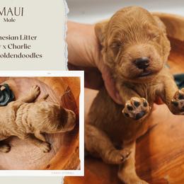 Maui - Red  male Goldendoodle puppy in Hilton, New York from The House of Goldendoodle