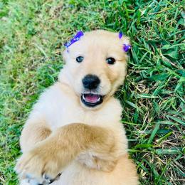 Golden Retriever Puppies from Golden Bunns Retrievers