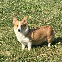 Willow - Pembroke Welsh Corgi