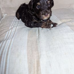 Boy 4 - Brown male Schnoodle puppy in Holmesville, Ohio from Pawsome Puppies