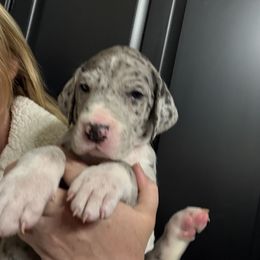 BLUE COLLAR - Mantle merle male Great Dane puppy in Plumstead Township, Pennsylvania from Gresko Danes