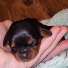 Girl 1 - Black and tan female Cavalier King Charles Spaniel puppy in Pennsylvania from Breezy Valley Siberians