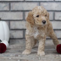 Aussiedoodle Puppies from Peachydoodlepups