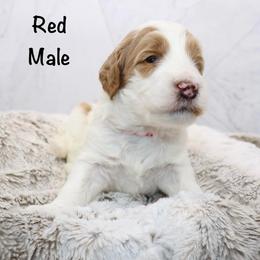 Red - Parti male Goldendoodle puppy in Maryville, Tennessee from Twin City Doodles