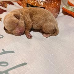 Pretty - Red female Cavapoo puppy in Raytown, Missouri from Ginger Doodle Babies