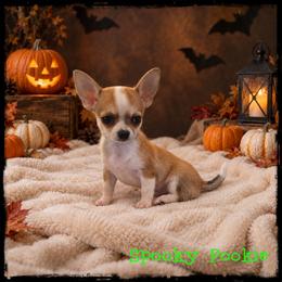 Spooky Pookie - Fawn and white male Chihuahua puppy in Demorest, Georgia from Sourpatch Chihuahuas