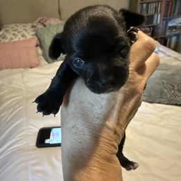 Blackie - Black Chihuahua puppy in Dover, Arkansas from Blue Chihuahuas of Arkansas