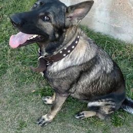 Kiwi - German Shepherd