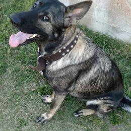 Kiwi - German Shepherd