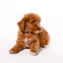 Oscar - Red  male Goldendoodle puppy in Payson, Utah from Country Sky Doodles