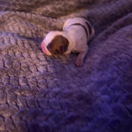 Baby boy 2 - Red male Boston Terrier puppy in Charleston, West Virginia from Mountain Momma Bostons