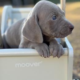 Lola - Gray female Weimaraner puppy in Taylorsville, Mississippi from Southern Magnolia Weimaraners