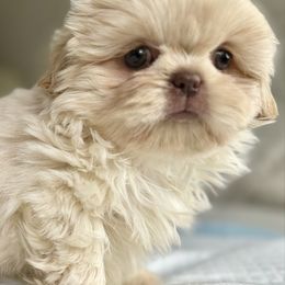 Bally - Liver and white Shih Tzu puppy in Bloomington, California from Horacio Basulto's Shih Tzu
