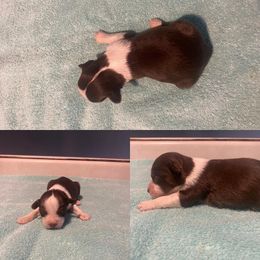 Miniature Australian Shepherd Puppies from Quarle Ranch Mini Aussies