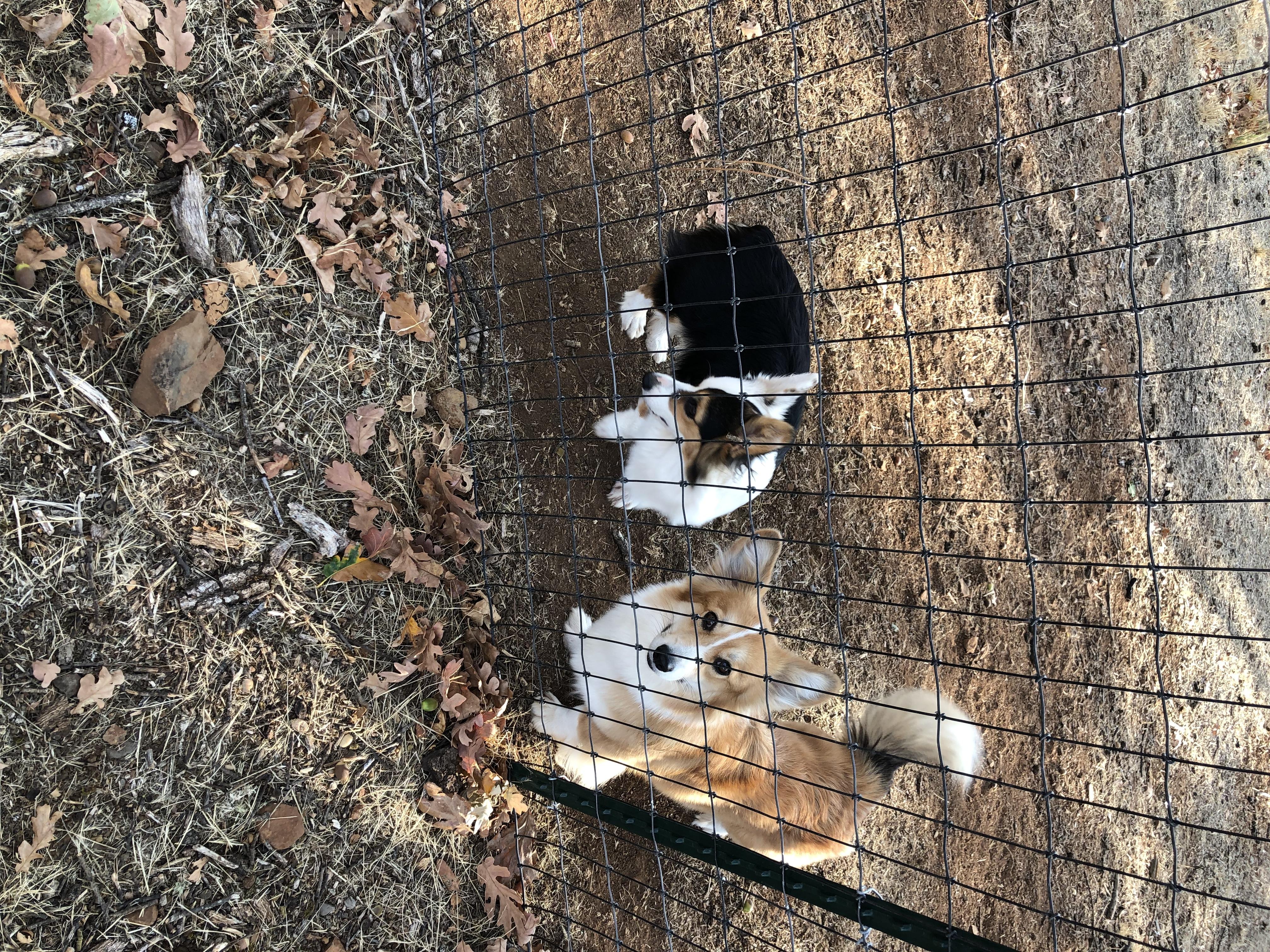 Gabbie  - Pembroke Welsh Corgi