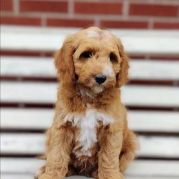 Snickers - Apricot male Australian Labradoodle puppy in Harrisonburg, Virginia from Crown Doodles