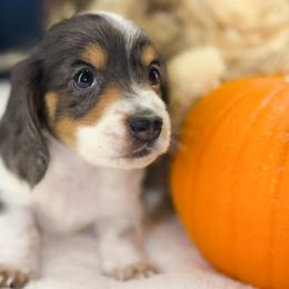 Dachshunds from Double B Dachshunds