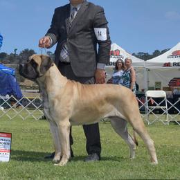 Dolly - Mastiff