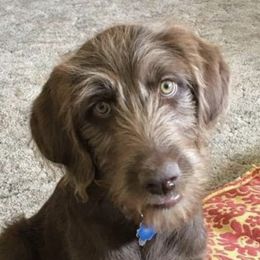 Labradoodles from Erin Knight's Labradoodles