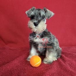 Girl 1 - Salt and pepper female Miniature Schnauzer puppy in Daphne, Alabama from Puppy Sugars Kennels