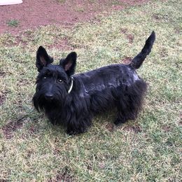 Buttercup - Scottish Terrier