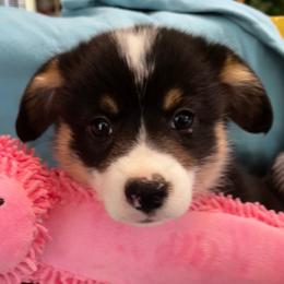 Male 4 - Black and tan male Pembroke Welsh Corgi puppy in Moundville, Alabama from Cartee Corgis - Debi Cartee Mills
