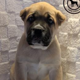 Cane Corso Puppies from Schell Osage Cane Corsos