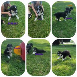 Toy Australian Shepherd Puppies from High Point Toy Aussies