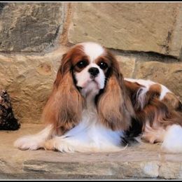 Cavalier King Charles Spaniel Puppies from Castlemar Cavaliers