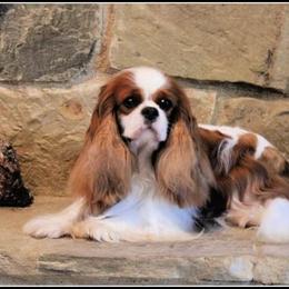 Cavalier King Charles Spaniel Puppies from Castlemar Cavaliers