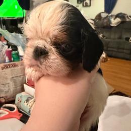 Micheal - Black white and tan male English Toy Spaniel puppy in Pennsylvania from Enchanting Charlies
